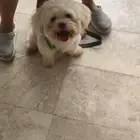 سلام عليكم العمر سنه. مطعم جميع التطعيمات. يحب يلعب.