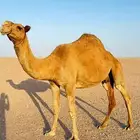 ناقه شعلا ضريبه
