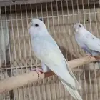 أزواج بادجي للبيع
