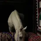 خيل عربي اصيل