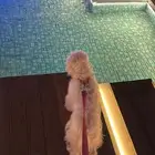 كلب مالتيز