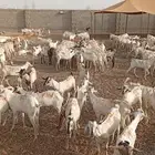 تيوس صومالية
