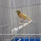 كناري