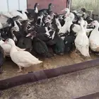 بط بلدي للبيع