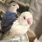 طيور طقطق