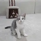 قط ذكر