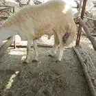طلي حري تم البيع