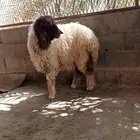 خروف نعيمي و رخل نعيمي سبعه شهور