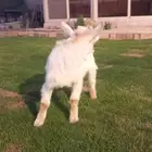 ماعز قزم أمريكي