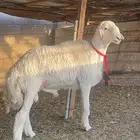 فحل جذع فاخر مشروط