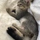 لتبني قط شرازية عمر 3 اشهر