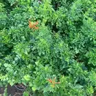 شتلات وأشجار بسعر الجملة