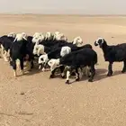 بهم نجد