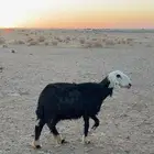 غنم لبيع