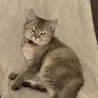 قطه