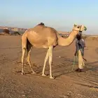 رحول للبيع