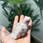 فرخ كنيور مون شيك