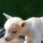 تيس معتز قزم صغير