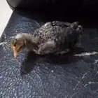 دجاجه بلدي