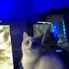 قطو للتبني