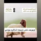 ذبيحتك لباب بيتك
