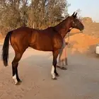 حصان انقليزي سبقات