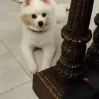 Pomeranian Dog for sale