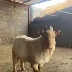 تيس بولندي
