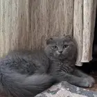 قطة سكوتش فولد للبيع