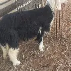 رخل نجدي طيب