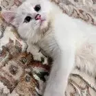 قطه للتبني
