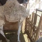 قعود