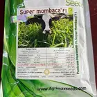 بذور بونيكام أسباني F1