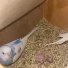 اجواز بادجي مع فروخها