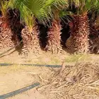 نخل واشنطني للبيع في الجله