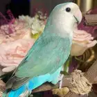 للبيع ببغاء الروز الأليف