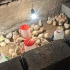 صوص بلد فواخر والوان فواتح