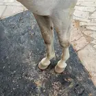 حصان البيع شعبي