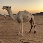 شرق عفيف 50