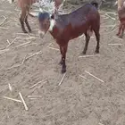 تيس ادهم للبيع ومشروط