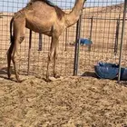بكره حواره تنفرد بنت ولد اعور القرشي منتج