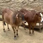 حسلان للبيع