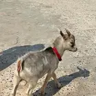 تيس قزم مكسيكي او امريكي