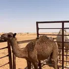 بكره قصب 4 شهور