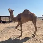 قعود