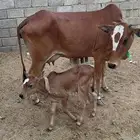 بقره