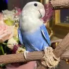 للبيع ببغاء الروز الأليف مناسب للأطفال
