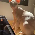 للبيع قطه فرعوني أنثى