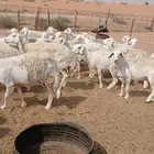 للبيع حريت