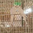 كروان زوج للبيع